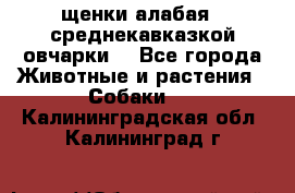 щенки алабая ( среднекавказкой овчарки) - Все города Животные и растения » Собаки   . Калининградская обл.,Калининград г.